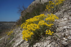 Odontarrhena tortuosa