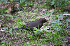 Turdus merula
