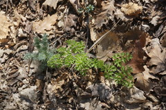 Silphiodaucus hispidus