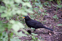 Turdus merula