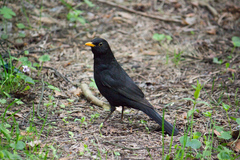 Turdus merula