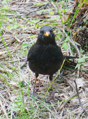 Turdus merula