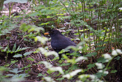 Turdus merula