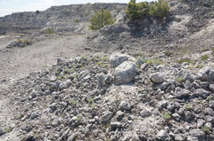 Seseli gummiferum