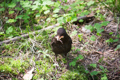 Turdus merula