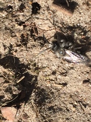 Andrena cineraria
