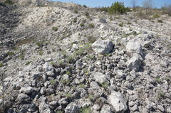 Seseli gummiferum