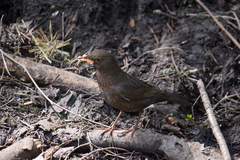 Turdus merula