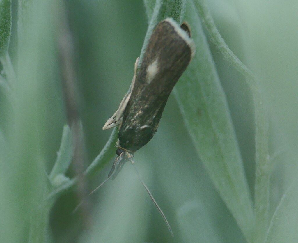 Hypochalcia decorella