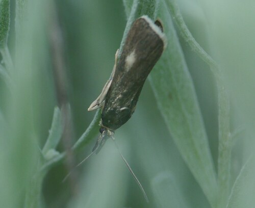 Hypochalcia decorella