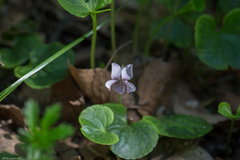 Viola palustris