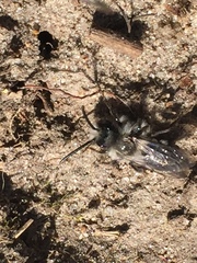 Andrena cineraria