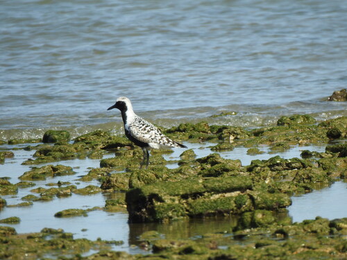 iNaturalist image