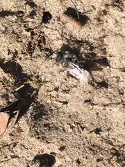 Andrena cineraria
