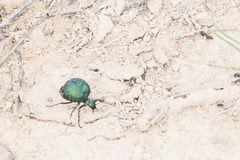 Cysteodemus wislizeni