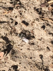 Andrena cineraria