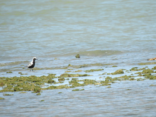 iNaturalist image