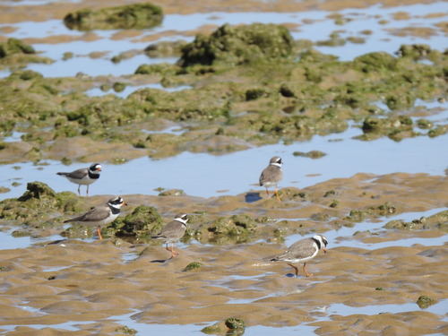 iNaturalist image