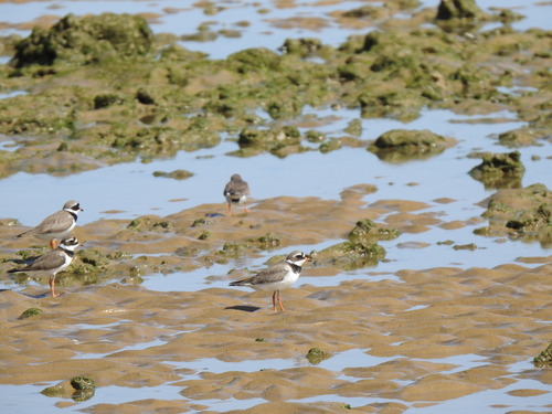 iNaturalist image