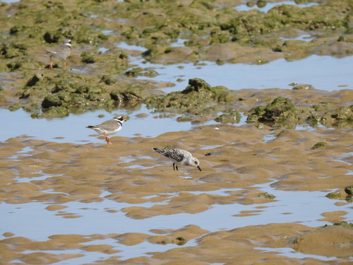 iNaturalist image