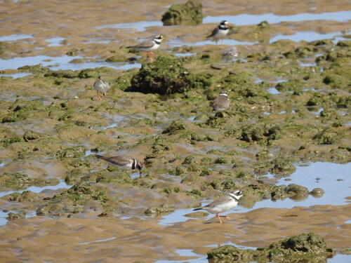 iNaturalist image