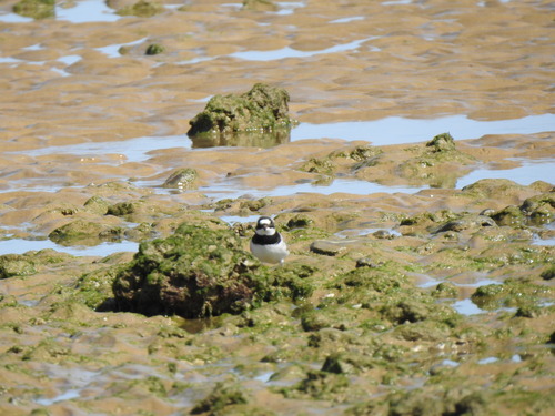 iNaturalist image