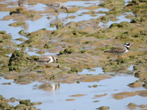 iNaturalist: (c) ARSENIO GONZALEZ NAVARRO, some rights reserved (CC BY-NC), uploaded by ARSENIO GONZALEZ NAVARRO iNaturalist image