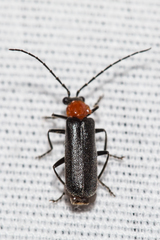 Silinae