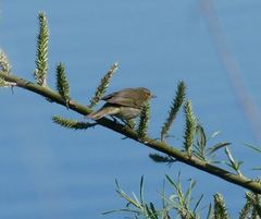 Phylloscopus collybita