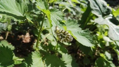 Anthocharis cardamines