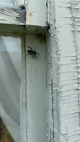 Acanthocephala terminalis