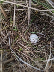 Callipepla californica