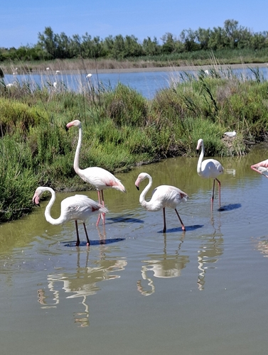 iNaturalist image