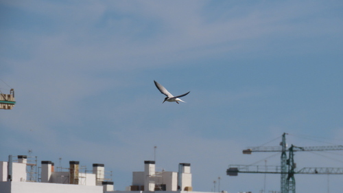 iNaturalist image