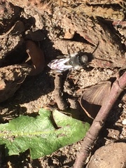Andrena cineraria