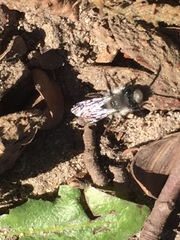 Andrena cineraria