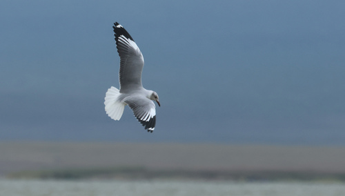 iNaturalist: (c) Alexander Lees, some rights reserved (CC BY-NC), uploaded by Alexander Lees iNaturalist image