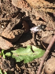 Andrena cineraria