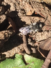 Andrena cineraria