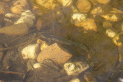 Ichthyosaura alpestris alpestris