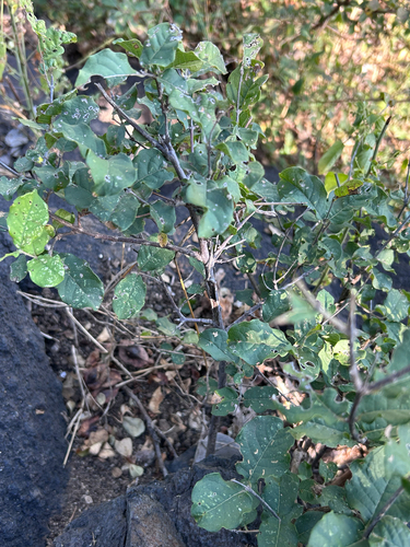 Combretum mossambicense