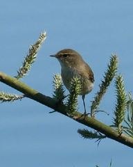 Phylloscopus collybita
