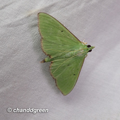 Parotis punctiferalis