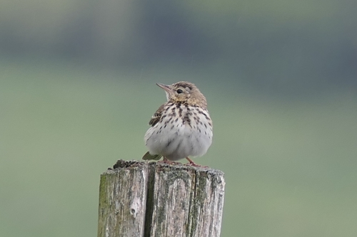 Tree Pipit