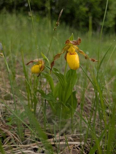 yellow lady's slipper
