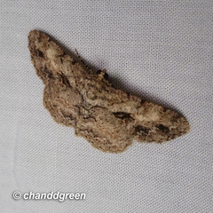 Psilalcis galsworthyi