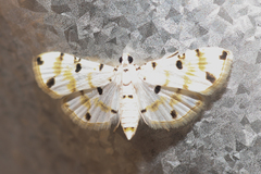 Pycnarmon