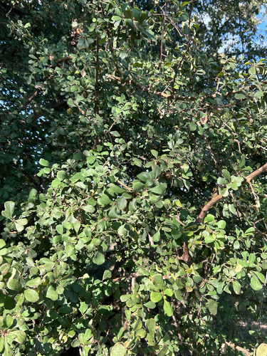 Terminalia prunioides, photograph 4