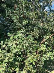Terminalia prunioides, photograph author not stated, no rights reserved