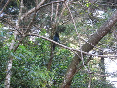 Cyanocorax melanocyaneus